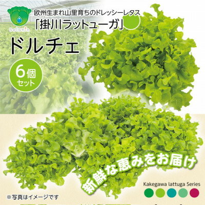 【ふるさと納税】【こだわりの1種×6株】山里の湧き水で育った「掛川ラットューガ・ドルチェ」【配送不可地域：離島・北海道・沖縄県・四国・九州】【1695650】
