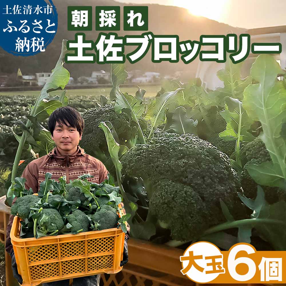 【ふるさと納税】朝採り 土佐のブロッコリー 大玉6個 1.5~1.8kg 農家のオススメ専用レシピ付き やさい 野菜 栄養 タンパク質 健康 ビタミンC おいしい 美味しい おかず お弁当 サラダ 料理 冷蔵 配送 国産 高知県 高知 土佐清水 故郷納税 ふるさとのうぜい【R01210】