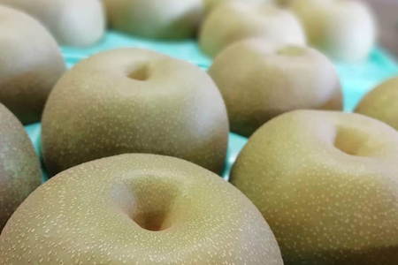 【数量限定・先行予約】【皆藤梨園】幸水（約5kg/3L～4L/12～14玉） 梨 幸水 果物 なし ナシ こうすい くだもの フルーツ 【8月上旬以降発送予定】 75-A