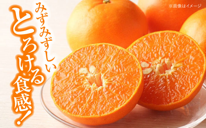 【先行予約】【2月上旬より順次発送】 訳あり せとか 2.5kg （Lから4Lサイズ混合） 愛媛県大洲市/有限会社西山青果 みかん フルーツ 果物 セトカ 訳あり [AGAR012]