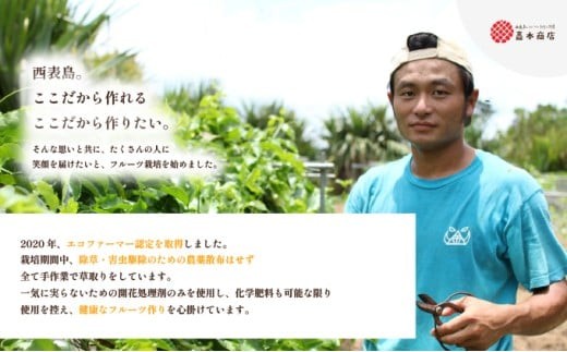 2026年 先行予約 西表島の完熟ピーチパイン 6kg (5～8玉)【嘉本商店 完熟 果物 フルーツ】お届け：5月中旬～6月中旬頃【042-a004】