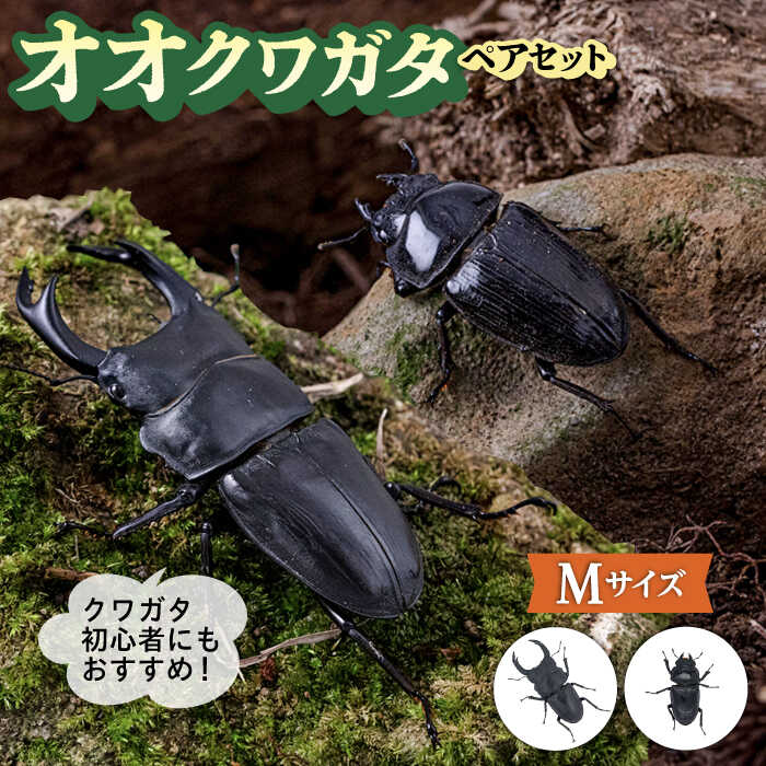 【ふるさと納税】オオクワガタ ペア (Mサイズ)　糸島市 / 糸島クワガタの森 昆虫 ペット[AUN003]2万円20000円
