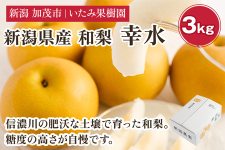 新潟県産 厳選 幸水梨 3kg（7～9玉）《8月上旬以降発送》果物 フルーツ こうすい 加茂市 いたみ果樹園 梨 幸水梨 梨 梨 梨 梨 梨