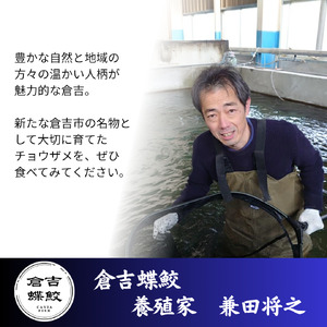 珍しいチョウザメのしゃぶしゃぶ！ 倉吉蝶鮫 切り身200g ／ 国産 ちょうざめ チョウザメ しゃぶしゃぶ 倉吉市