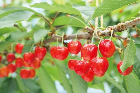 《先行予約》2026年 山形県産 「真夏のルビー紅姫」本詰 約500g L-2L やまのべ多田耕太郎のさくらんぼ サクランボ F20A-786