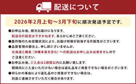 福岡産【春】あまおう6パック いちご 苺 イチゴ 果物 くだもの フルーツ 冷蔵 【2026年2月上旬～3月下旬発送予定】