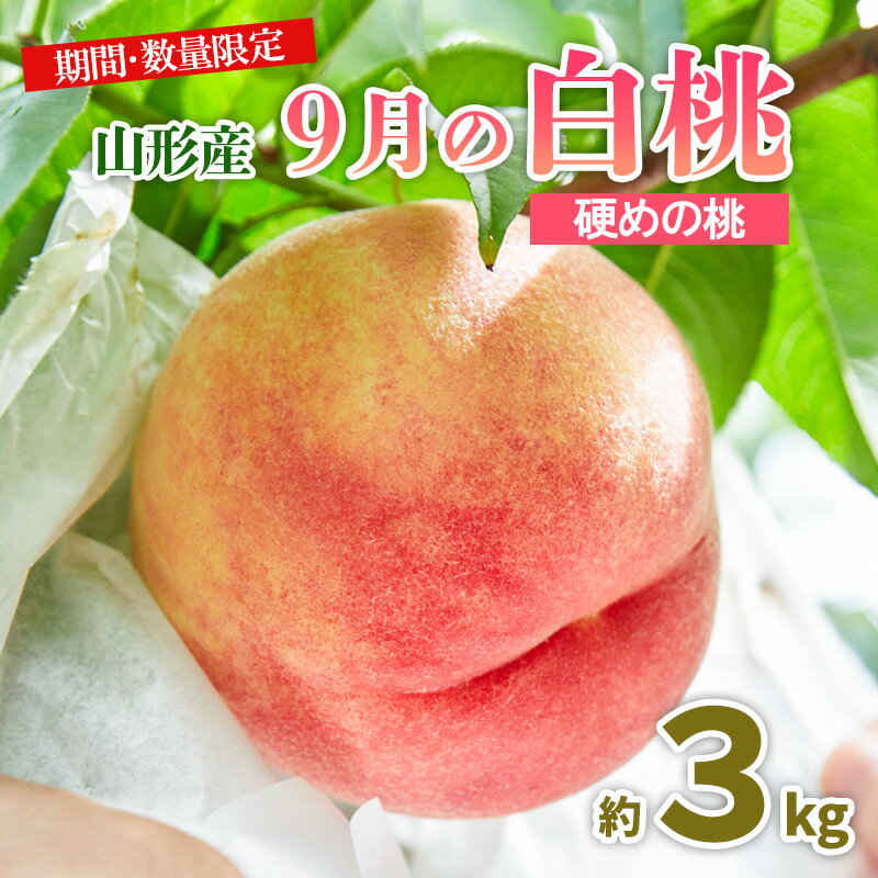 【ふるさと納税】山形9月の白桃 [硬めの桃] 秀品 約3kg 【令和8年産先行予約】FU23-583 くだもの 果物 フルーツ 山形 山形県 山形市 お取り寄せ 2026年産
