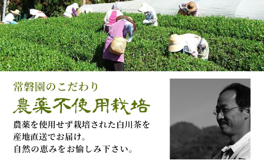 農薬不使用！煎茶 ギフト NO.29 （みどり100g×3 計300g） 敬老の日 常磐園 みどり 日本茶 緑茶 煎茶 茶葉 白川茶 美濃白川茶 農薬不使用栽培茶 お茶 一番茶 春摘み 大容量 岐阜県