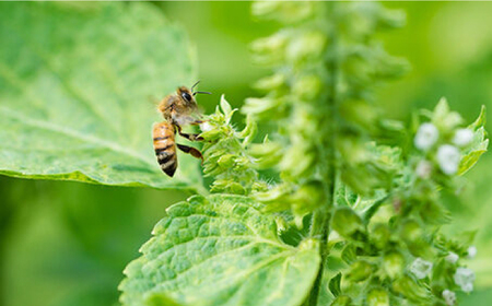生はちみつ 400g ギフトセット / 佐賀県 / 株式会社中村 [41AJCN002]