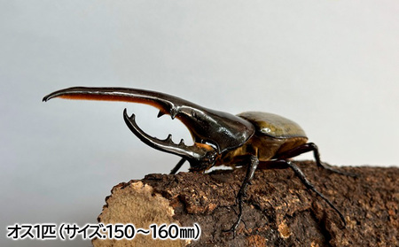 ヘラクレスオオカブト オス(150～160mm)・メス(サイズフリー) 1ペア FY24-176
