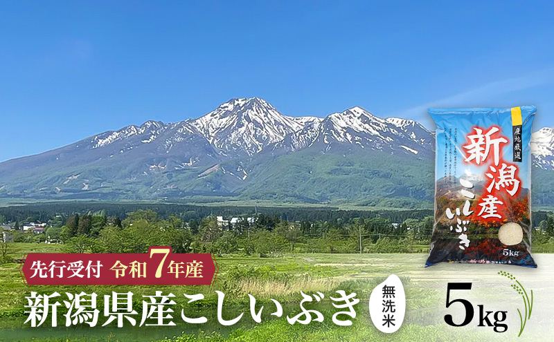 【令和7年産 | 無洗米 こしいぶき】10月中旬より順次発送　無洗米　新潟県産こしいぶき 5kg 上越市 米 こめ コメ お取り寄せ