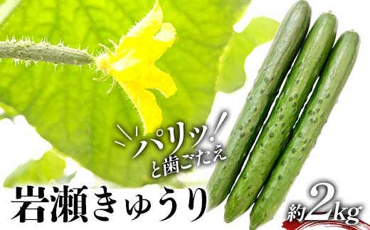 タクシー会社直送 パリッと歯ごたえ 岩瀬きゅうり2kg キュウリ 野菜 漬物 サラダ 福島県 須賀川市 F7X-0781