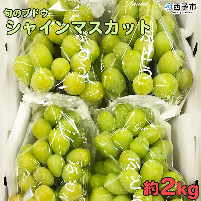 ＜旬のブドウ　西予市産　シャインマスカット　約2kg＞ 果物 フルーツ ぶどう 葡萄 種無し たねなし 季節限定 りの果樹園 愛媛県