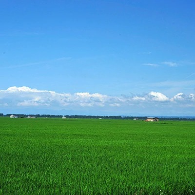 【毎月定期便】あきたこまち特別栽培精米5kg全9回【配送不可地域：離島・沖縄県】