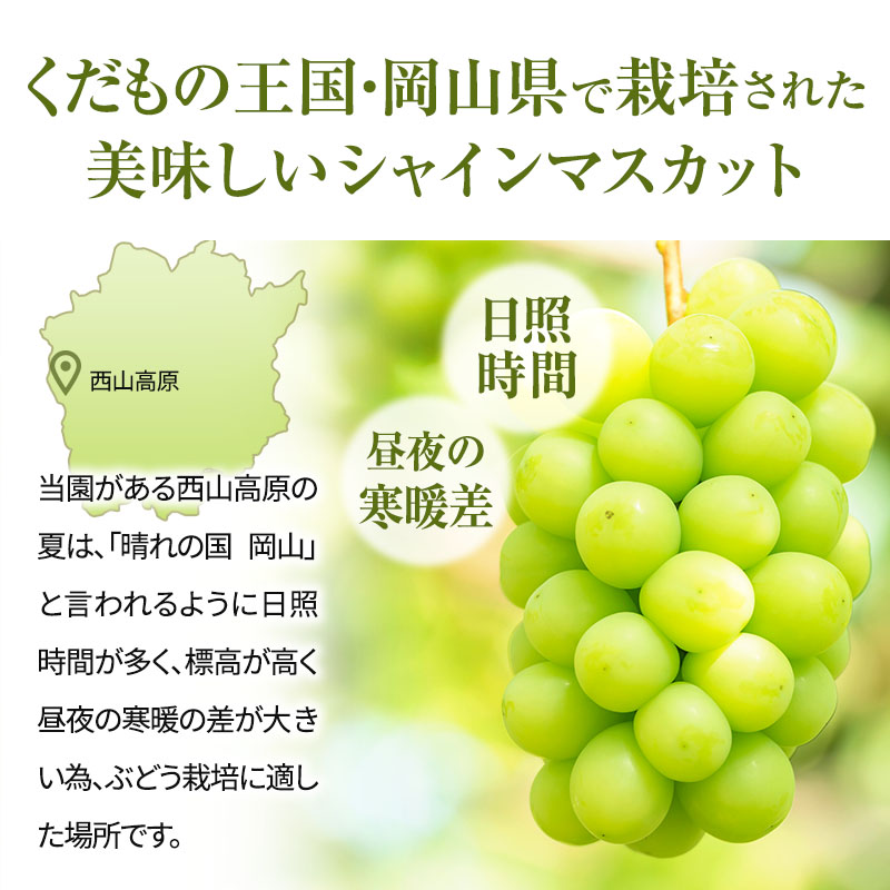 シャインマスカット 約2kg ご家庭用 辻葡萄園 ぶどう 葡萄 フルーツ 果物 岡山県産