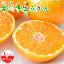 【ふるさと納税】【先行予約】 早生 （宮川早生） みかん Lサイズ 約5kg ー2024年11月より発送ー 長与町/山口農園 [EBI011] 宮川 早生 みかん 温州みかん 柑橘 フルーツ 果物 季節限定 長崎県産 長与町 産地直送 先行予約