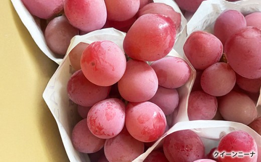 岡山県産桃太郎ぶどう1房・クイーンニーナ1房