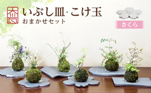 
いぶし皿（さくら）・こけ玉おまかせ　セット
