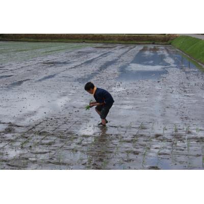 ふるさと納税 南砺市 【発送月固定定期便】富山県産こしひかり　育(はぐくみ) 白米5kg×2袋《南砺の逸品》全12回 |  | 03