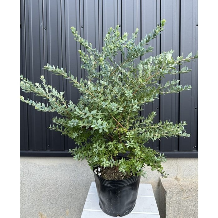 
            オーナメンタルベリー ブルーベリー インヂィゴブルー 〈プラス樹〉
          