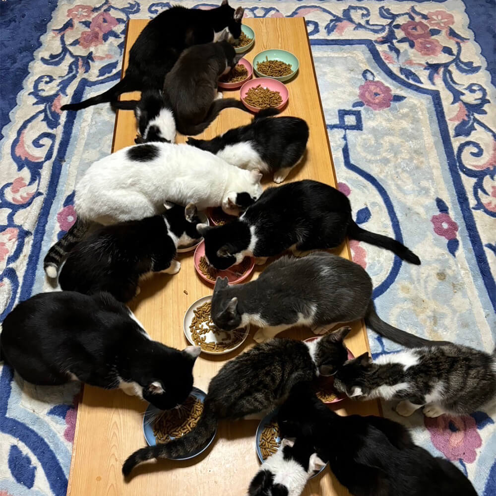 のらねこゼロプロジェクト 一口 1,000円（300円分）返礼品なし 保護猫 ネコ 猫 ねこ 動物 保護 愛護 TNR活動応援 支援 寄付 殺処分ゼロ 千円ポッキリ クラウンドファンディング クラファ