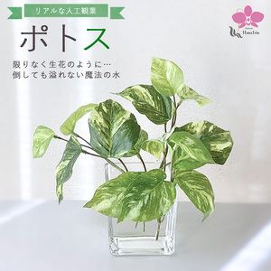 倒してもこぼれないお水 癒しのグリーン「ポトス」光触媒