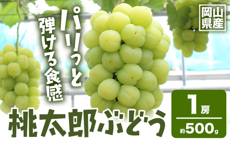 桃太郎ぶどう1房 約500g 晴れの国 おかやま館(フルーツランド岡山) 【配送不可地域あり】