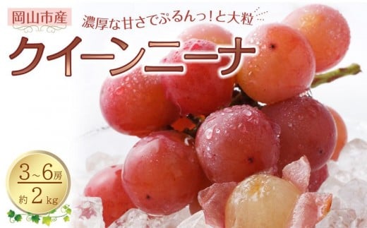 ぶどう 2026年 クイーンニーナ 3～6房 合計約2kg 種無し ブドウ 葡萄 岡山市産 国産 フルーツ 果物 渡邊農園