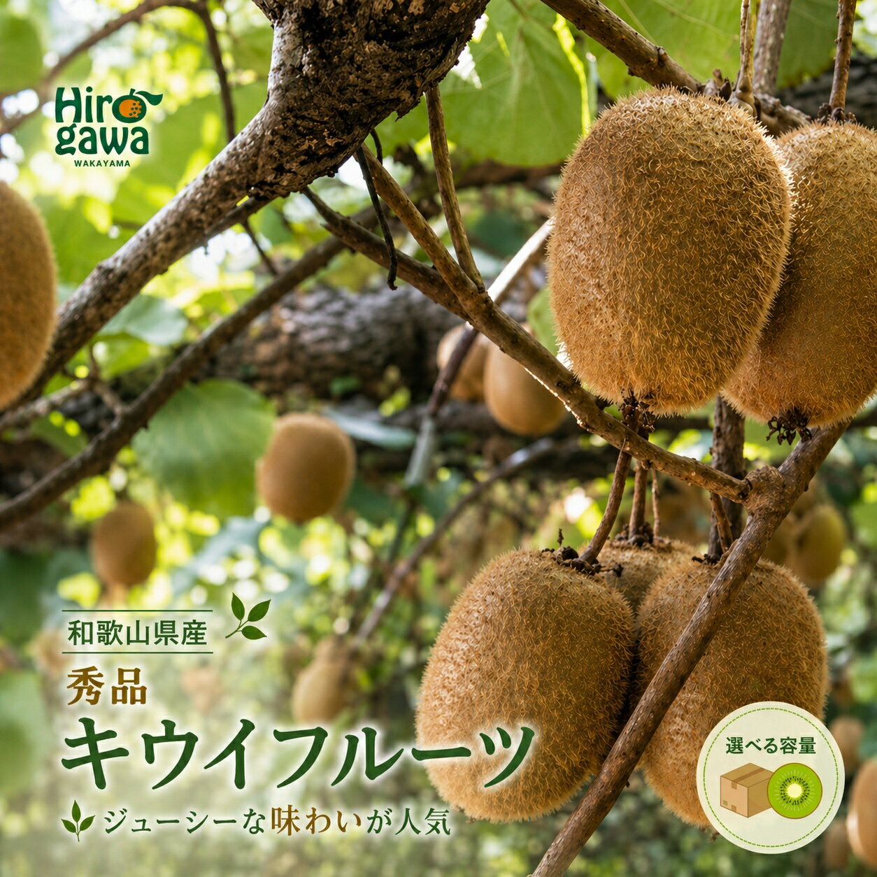 【ふるさと納税】 和歌山産 キウイフルーツ 秀品 1.2kg～3.6kg / フルーツ くだもの 果物 実 キウイ 和歌山 ※2027年1月下旬～2027年3月下旬に順次発送 ※北海道・沖縄・離島への配送不可 //hokaf