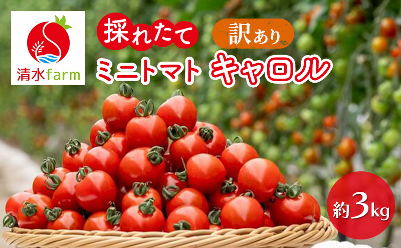 【2026年7月～発送】訳あり 富良野産 採れたて直送! ミニト