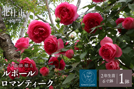 【2026年2月以降発送】バラ苗鉢植え「ルポールロマンティーク」 バラ 苗 1鉢 四季咲き 鉢植え 花 ルポールロマンティーク 6寸鉢 2年生苗 ガーデニング 初心者 母の日 父の日