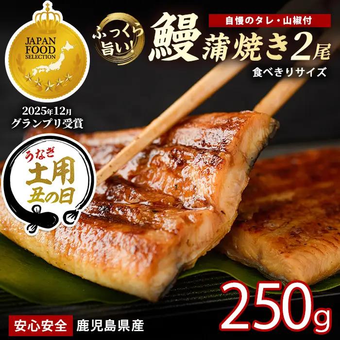 【丑の日に合わせてお届け！】鹿児島県産 うなぎ蒲焼 じっくり焼き約125g×2尾 化粧箱 入り(大新/IB021-011u) うなぎ