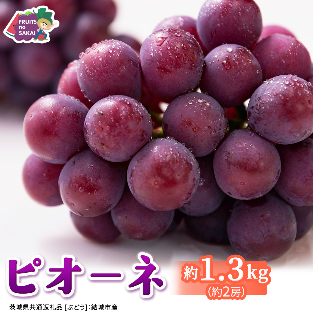 ピオーネ 約1.3kg （約2房）【2026年8月より発送開始】（茨城県共通返礼品 [ぶどう]：結城市産） ぶどう ブドウ 葡萄 ピオーネ高級 国産 黒ぶどう 旬 お取り寄せ フルーツ 希少品種 デザート [FC63-NT]