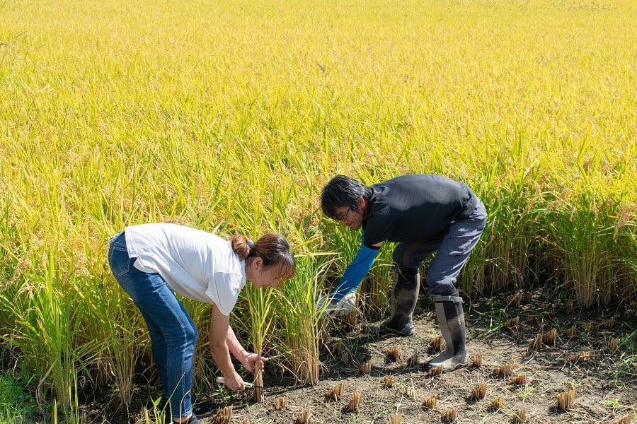 【令和7年産先行予約】【定期便6ヶ月】 殿やの「はえぬき 無洗米」 10kg(10kg×1)×6ヶ月 山形県鶴岡市産 K-775