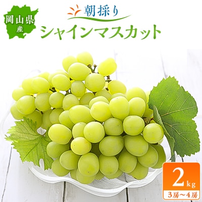 朝採りシャインマスカット2kg(3房〜4房)【配送不可地域：離島】【1119807】