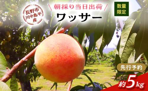 【先行予約】【数量限定】【朝採り当日出荷】信州・長野市川中島平産 桃「ワッサー」 約5kg（14～20個） 2026年8月10日前後より順次発送  （固い桃の仲間）