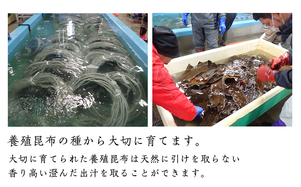 北海道利尻島産 長切養殖昆布三等 2kg《昆布屋神兵衛》