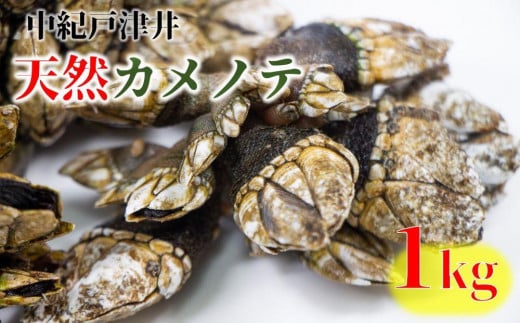 
【素潜り漁師直送】海の珍味！カメノテ1kg　獲りたてをお届けします！
