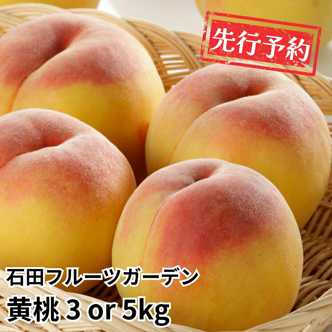 【ふるさと納税】先行予約 黄桃 品種お任せ 約3kg or 5kg 新潟フルーツ [2026年発送分] 令和8年産 新潟県産黄桃 [石田フルーツガーデン]