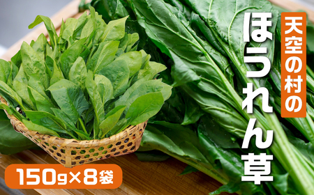 《先行予約》飛騨ほうれん草 150g×8個 野菜 ほうれんそう