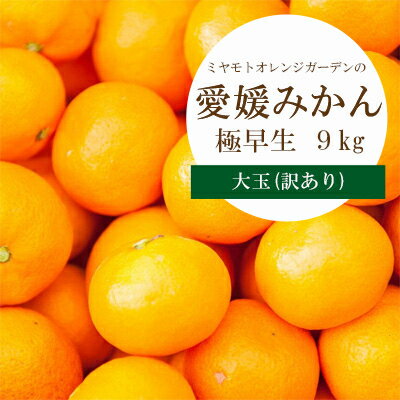【ふるさと納税】【2025年10月より順次発送】シーズン一番採り 極早生みかん 大玉9kg【訳あり】【C25-74】_ みかん ミカン 柑橘 フルーツ ふるーつ 果物 くだもの 青果 極早生 大玉 甘酸っぱい 濃厚 愛媛 希少 産直 産地直送 【1148854】