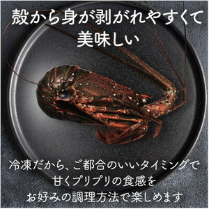 あま~い!美味い!リキッド凍結伊勢海老 刺身用 2尾(計500g)【配送不可地域:離島】【1569867】