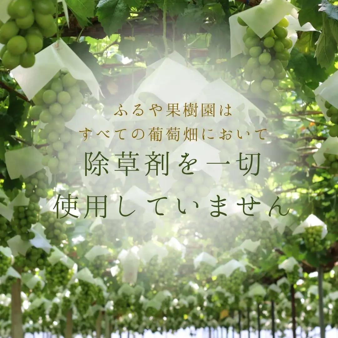 ＜2027年発送先行予約＞ ハウス栽培　南アルプス市産シャインマスカット(2房・約1.2kg)真心で育てる大地の宝石！【早期出荷】 ALPDX006