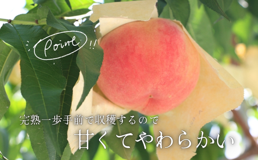 <2026年7月中旬頃から順次発送>小山田の桃(9~12個)モモ 桃 もも ※発送前の注意事項を十分ご確認ください※|こだわりの逸品 地域特産品 ギフト 自分用 人気 おすすめ_イメージ4