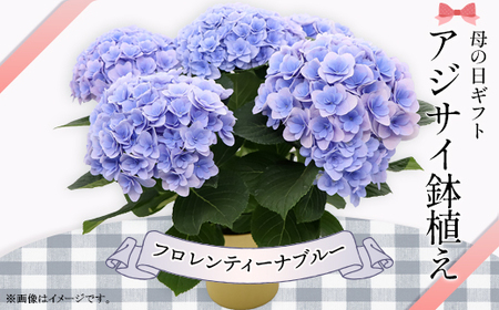 615【母の日ギフト】アジサイ鉢植え（品種：フロレンティーナブルー） 母の日 感謝 プレゼント