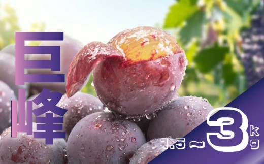 【2026年8月から発送】【先行予約】巨峰 1.5kg 冷蔵 ぶどう 巨峰 種あり フルーツ 福岡県川崎町 竜円農園 先行予約 ぶどう 数量限定 ぶどう 巨峰