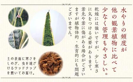【観葉植物】サンスベリア 7号 ブラウンバスケット鉢カバー 土の表面:ウッドチップ ｜観葉植物 インテリア 部屋 おしゃれ 福岡県筑前町 送料無料