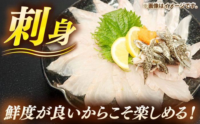 人気  おすすめ オススメ クエ しゃぶしゃぶ クエしゃぶ 刺身 海鮮 魚介