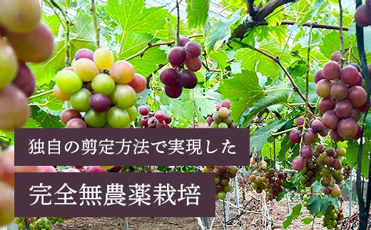 【山陽小野田市・宇部市共通返礼品】【農薬・化学肥料不使用】ぶどうの粒 9粒（直径28?以上） フルーツ ぶどう 葡萄 ブドウ ピオーネ 有機 無農薬 山口県 山陽小野田市 ふるさと納税 F6L-107
