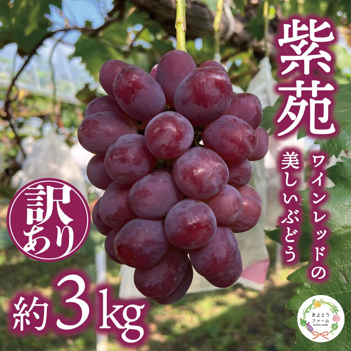 【ふるさと納税】 【きよとうファーム】訳あり 紫苑 約3kg (岡山県産) / ぶどう ブドウ 葡萄 フルーツ 果物 真庭市 フルーツ王国 きよとう果樹園【配送不可地域：離島】